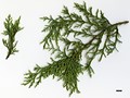 SpeciesSub: var. sperryi